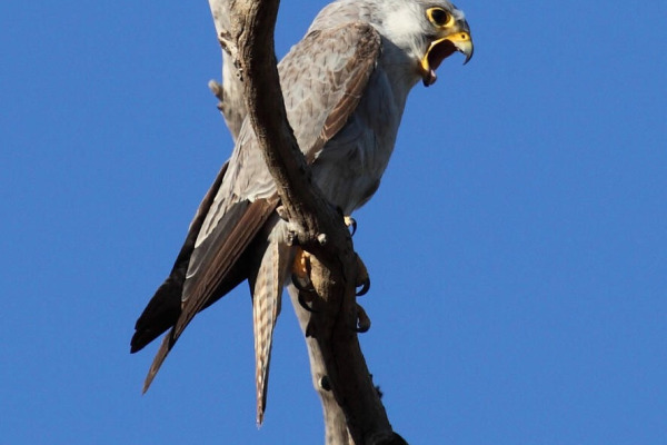 Grey falcon