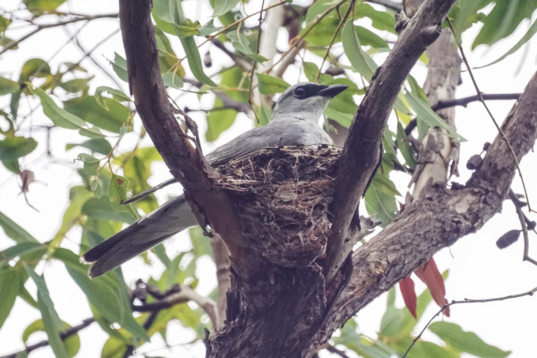Grey Fantail
