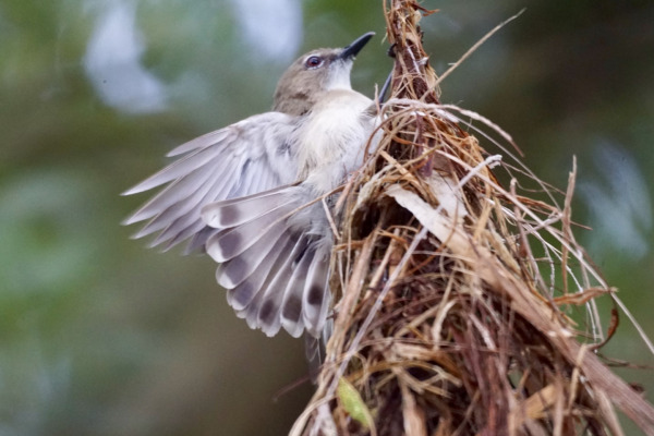 Grey Fantail