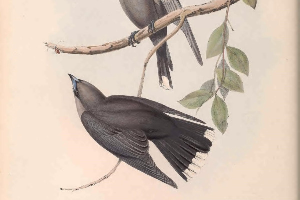 Grey Fantail