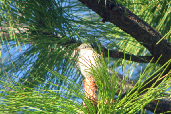Grey Flycatcher
