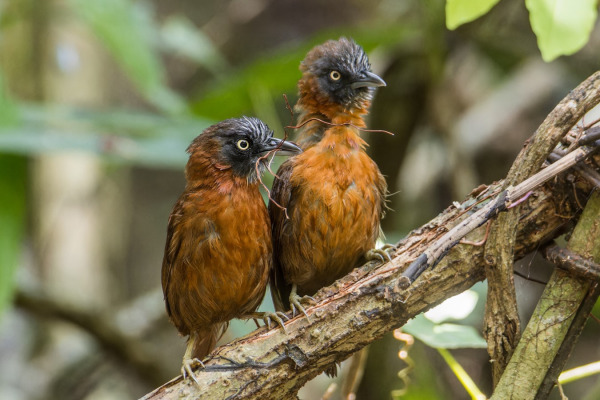 Grey-headed Babbler