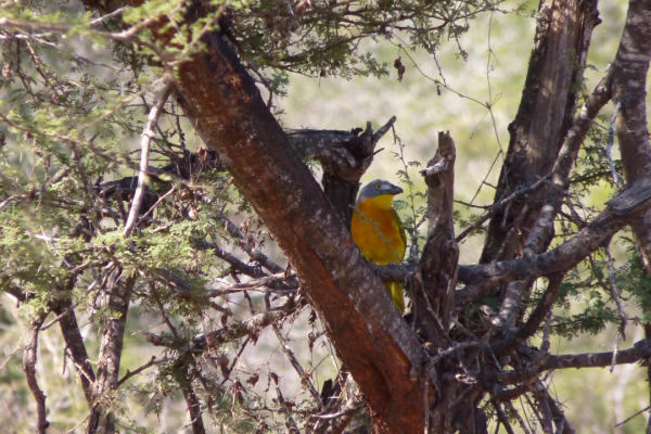 Grey-headed Bushshrike