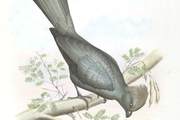 Grey-headed Bushshrike