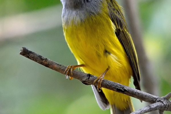 Grey-headed canary-flycatcher