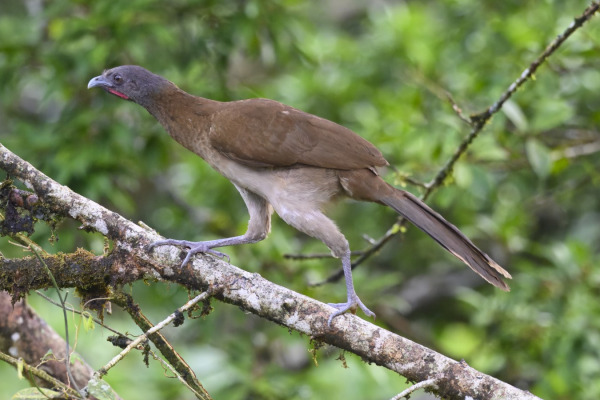 Grey-headed Chachalaca