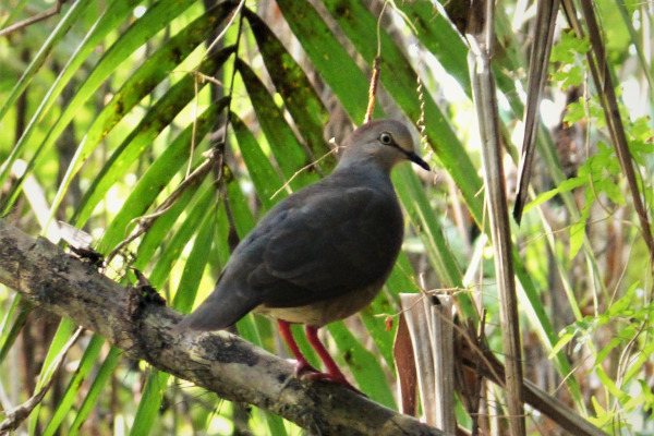 Grey-headed Dove