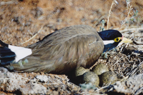 Grey-headed Lapwing