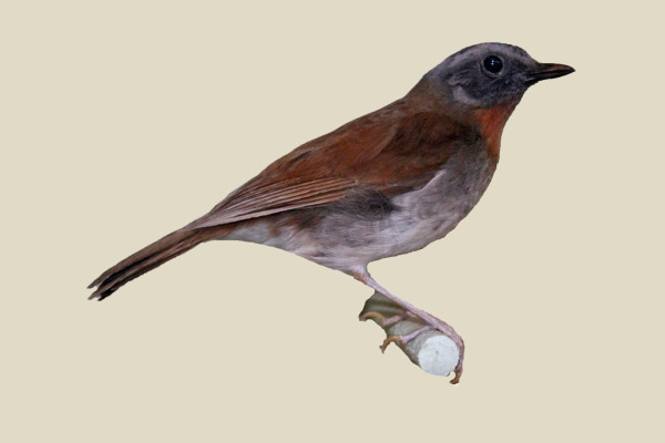 Grey-headed Nigrita