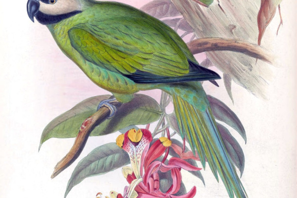Grey-headed Parakeet