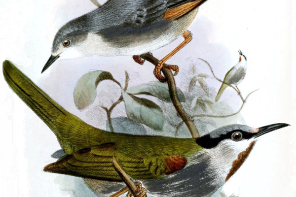 Grey-headed Robin