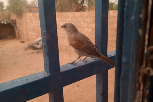 Grey-headed Sparrow