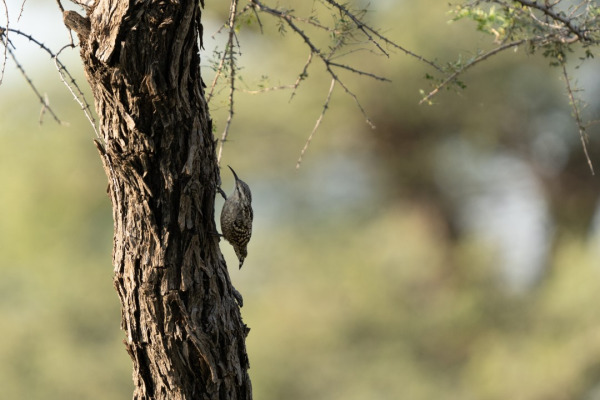 Grey-headed Sparrow