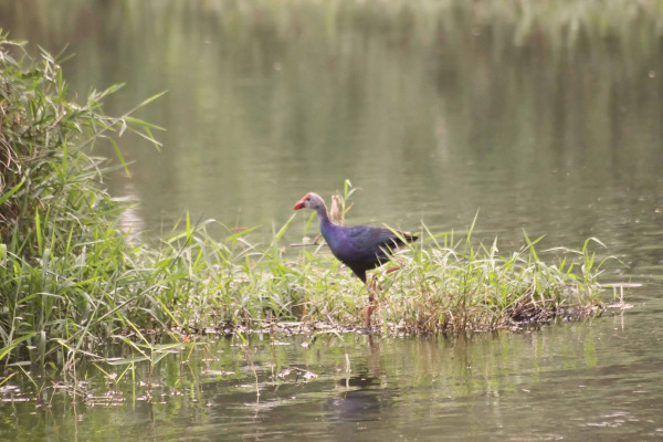Grey-headed Swamphen