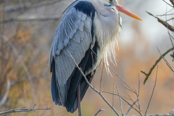 Grey Heron