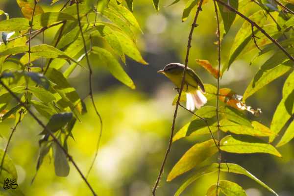 Grey-hooded Warbler
