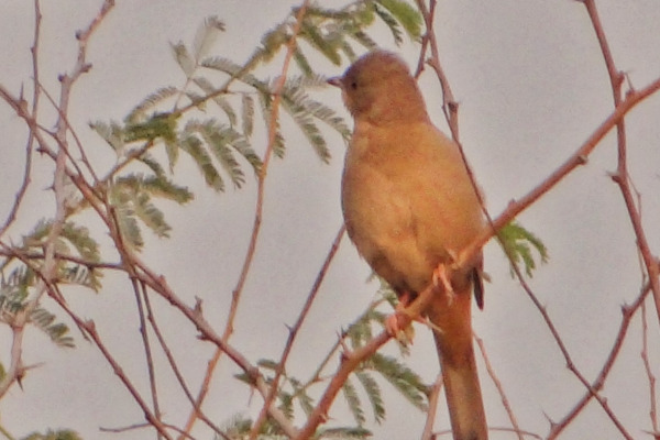 Grey Hypocolius