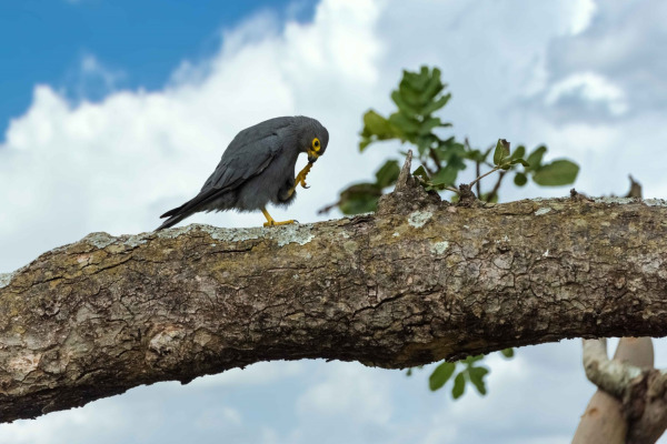 Grey Kestrel