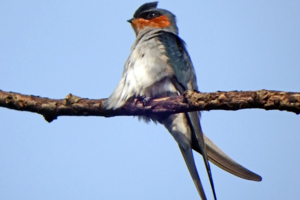 Grey-rumped Treeswift