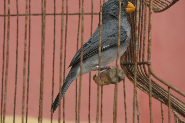 Grey Seedeater