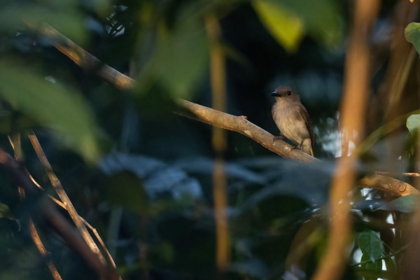 Grey Shrike-thrush