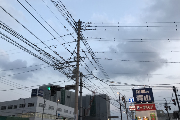Grey Starling