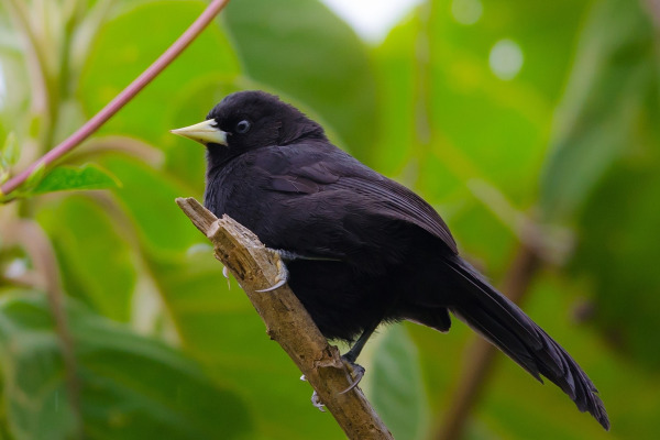 Grey-tailed Piha