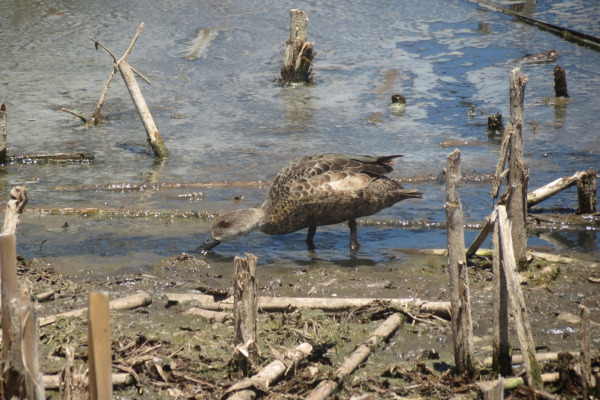Grey Teal