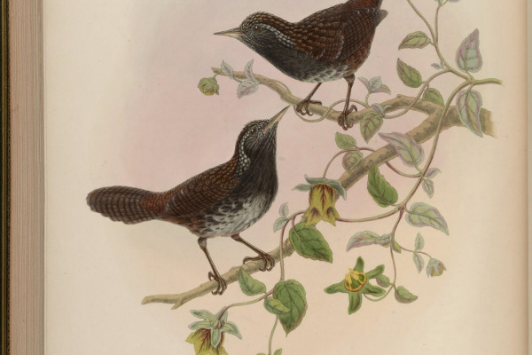 Grey-throated Babbler