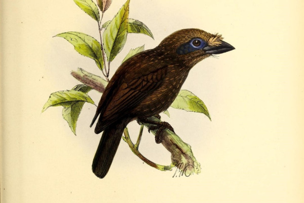 Grey-throated Barbet