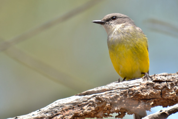 Grey-throated Flycatcher