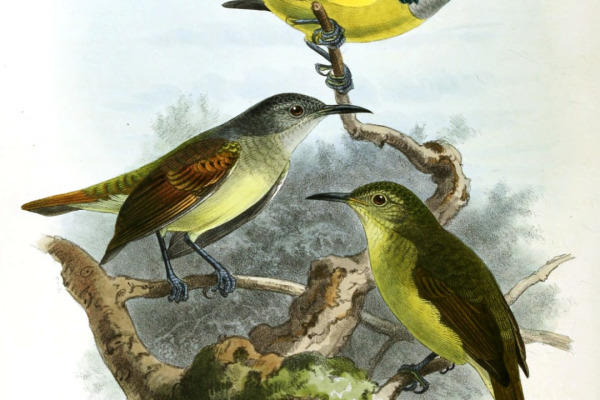 Grey-throated Sunbird