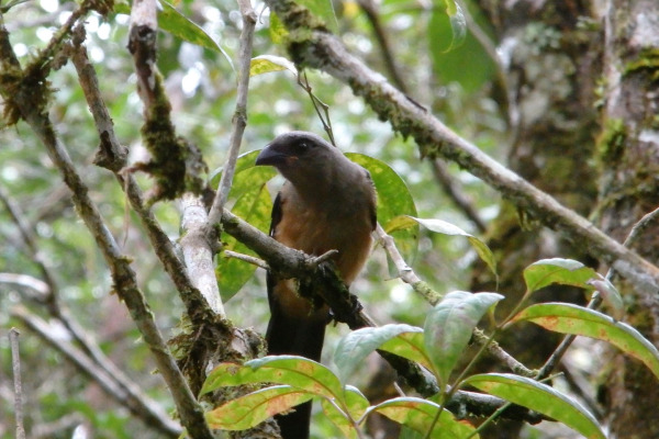 Grey Treepie