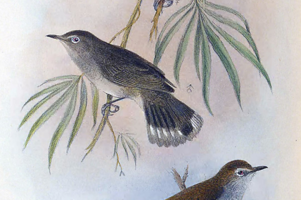 Grey Warbler