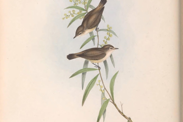 Grey Warbler