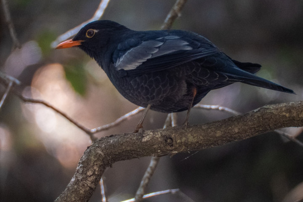 Grey-winged Blackbird