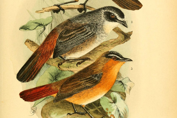 Grey-winged Robin-Chat