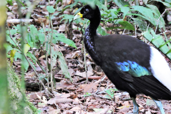 Grey-winged Trumpeter