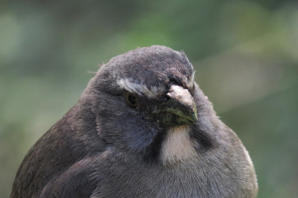 Greyish Saltator