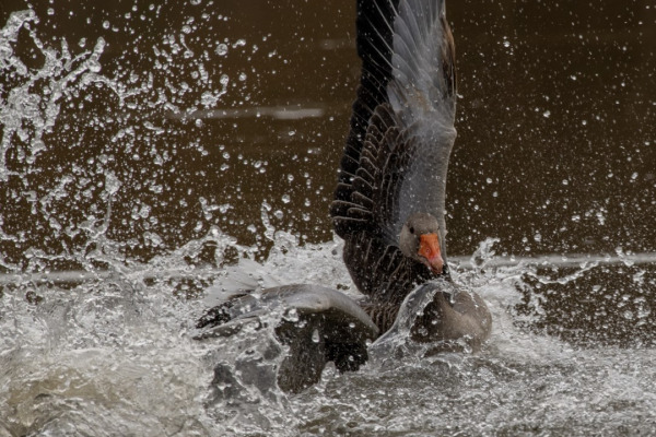 Greylag Goose