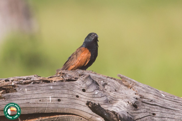 Grill's Coucal