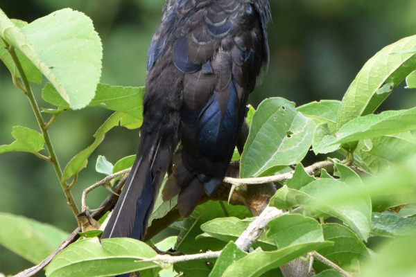 Groove-billed Ani