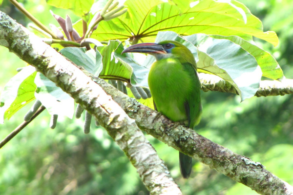 Groove-billed Toucanet
