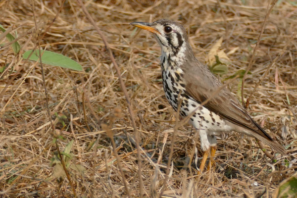 Groundscraper Thrush