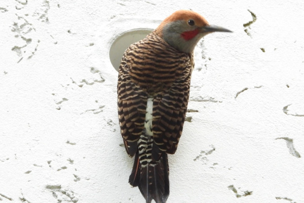 Guadalupe flicker