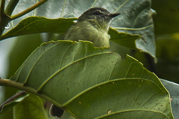 Gualaquiza Tyrannulet