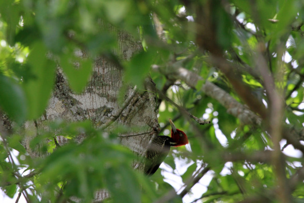 Guatemalan black woodpecker