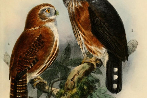 Guatemalan Pygmy-Owl
