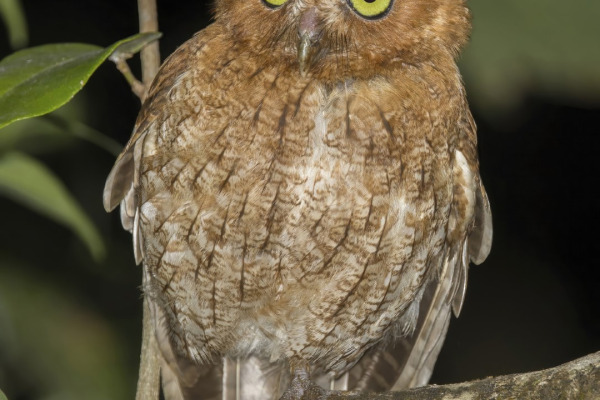 Guatemalan Screech Owl