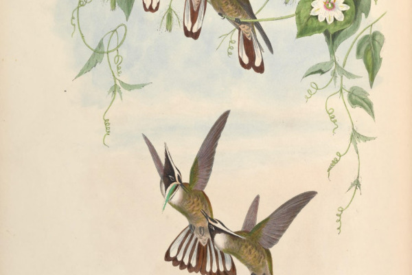 Guerin's Helmetcrest